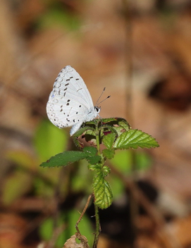 Spring Azure